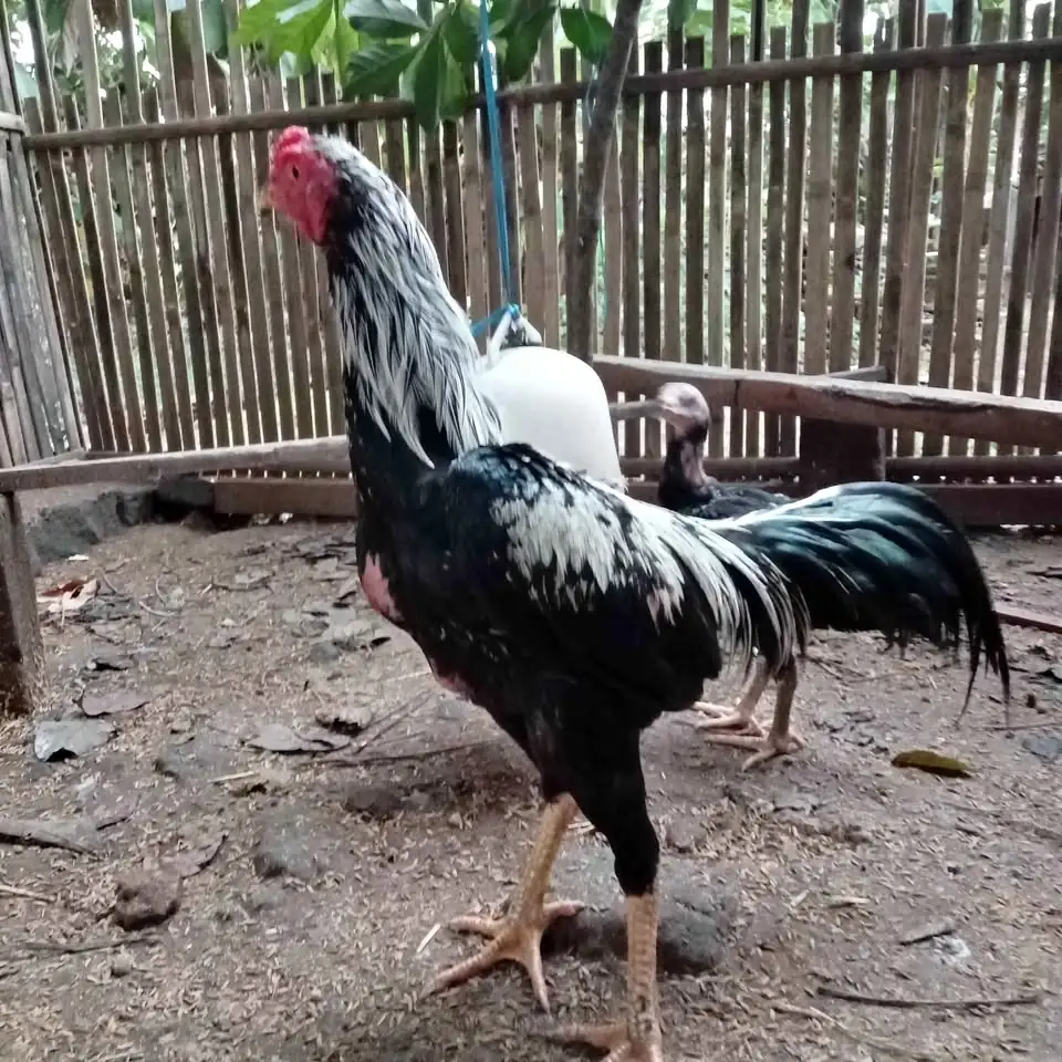 Ayam jago bangkok 200 nego