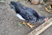 Ayam kub 2 pejantan umur 3 bulan