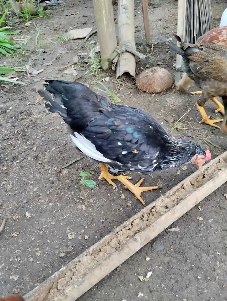 Ayam kub 2 pejantan umur 3 bulan