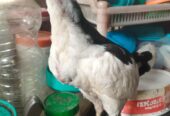 Di jual Ayam Tulak hitam putih