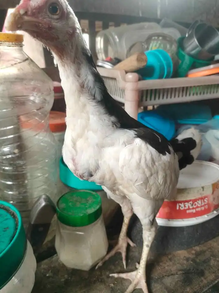 Di jual Ayam Tulak hitam putih