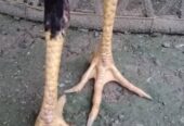 Ayam Jago