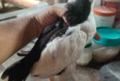 Di jual Ayam Tulak hitam putih