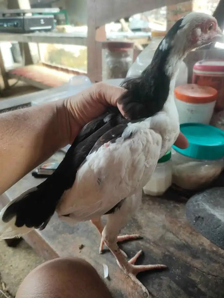 Di jual Ayam Tulak hitam putih