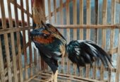 Dijual Ayam jago bangkok murah