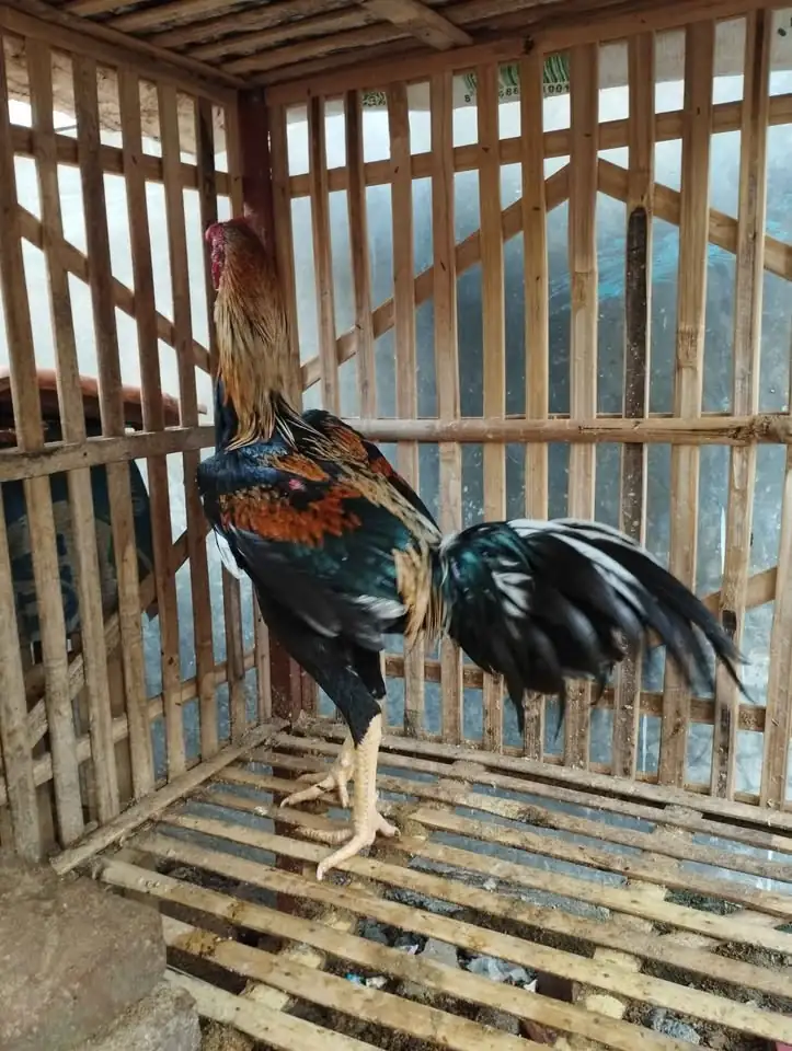 Dijual Ayam jago bangkok murah