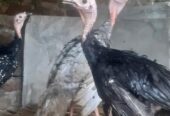 Ayam Kalkun siap ternak lokasi bantul
