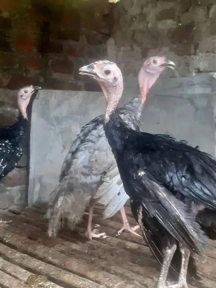 Ayam Kalkun siap ternak lokasi bantul