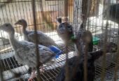 Ternak anakan ayam kalkun