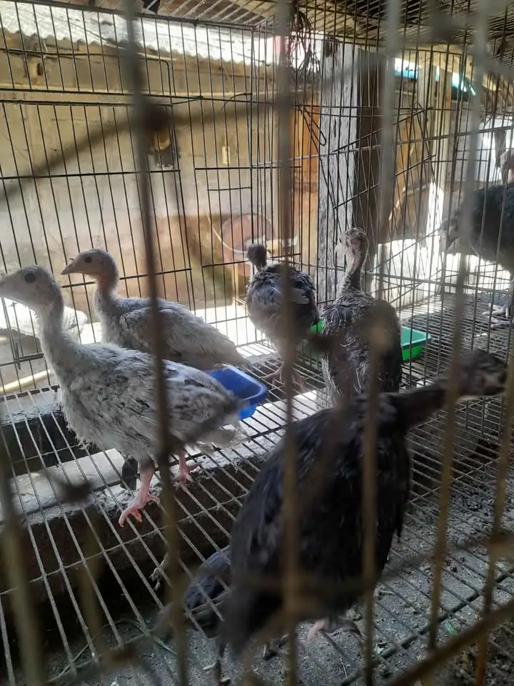 Ternak anakan ayam kalkun