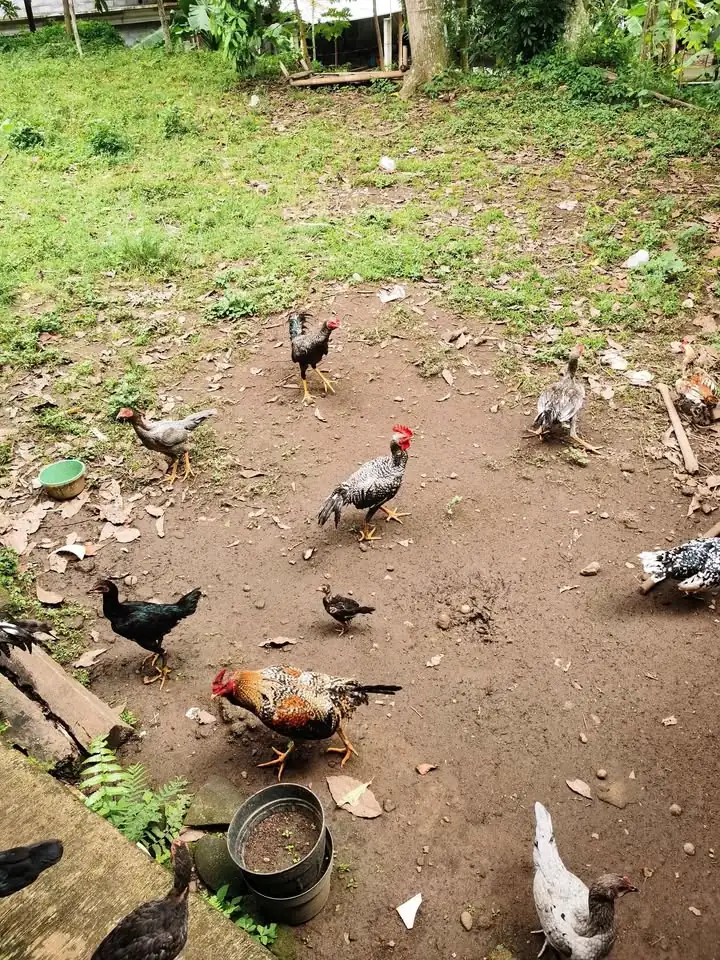 Ayam kampung jantan jago 8 ekor