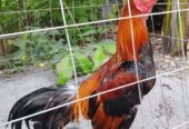 Jual rugi aja. Ayam jalu mangon dijual murah aja monggo di tawar