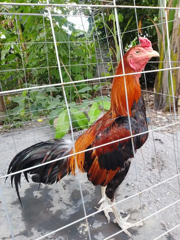 Jual rugi aja. Ayam jalu mangon dijual murah aja monggo di tawar