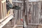 Dua ekor ayam jantan sehat