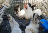 Jual Ayam Kate Hias Warna