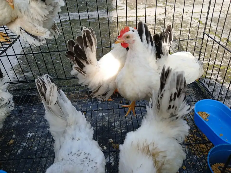 Jual Ayam Kate Hias Warna