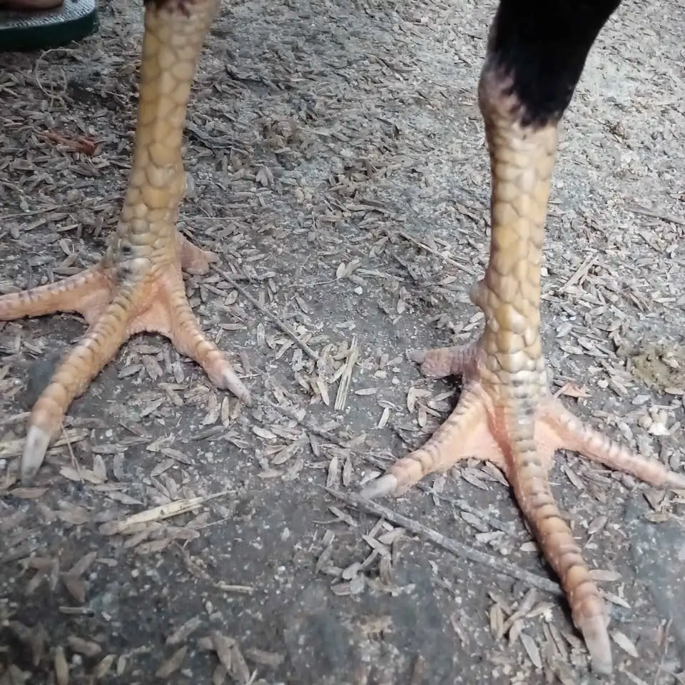 Ayam jago bangkok 200 nego