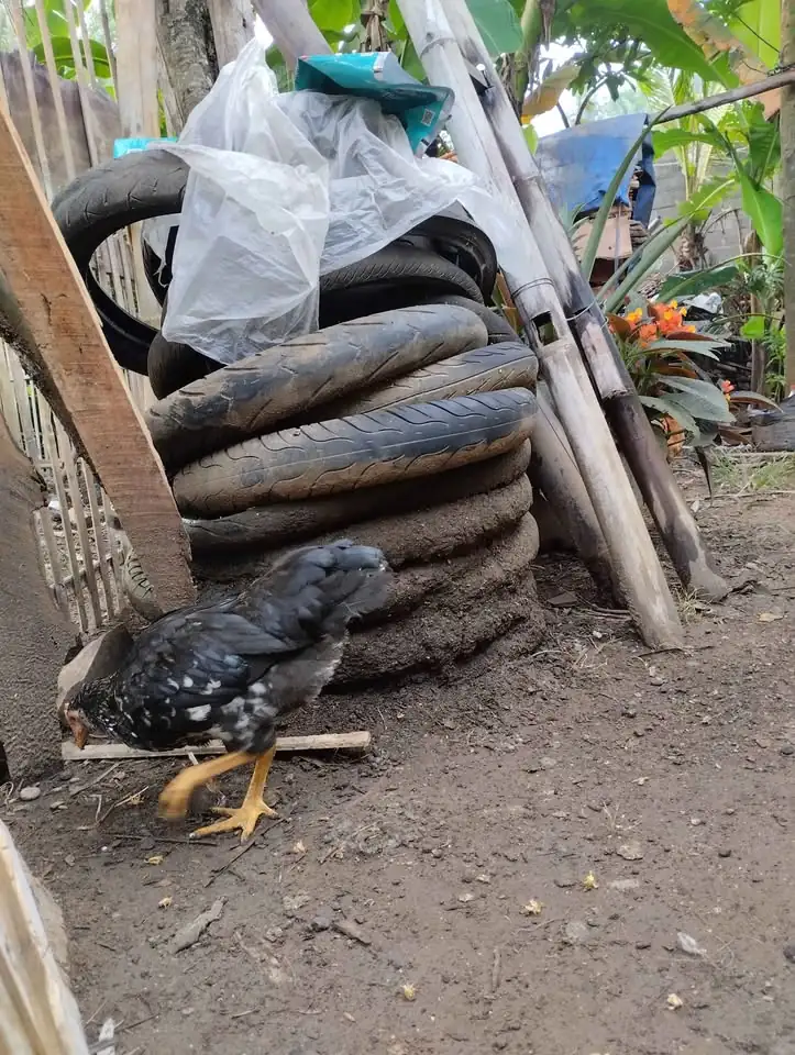 Ayam kub 2 pejantan umur 3 bulan