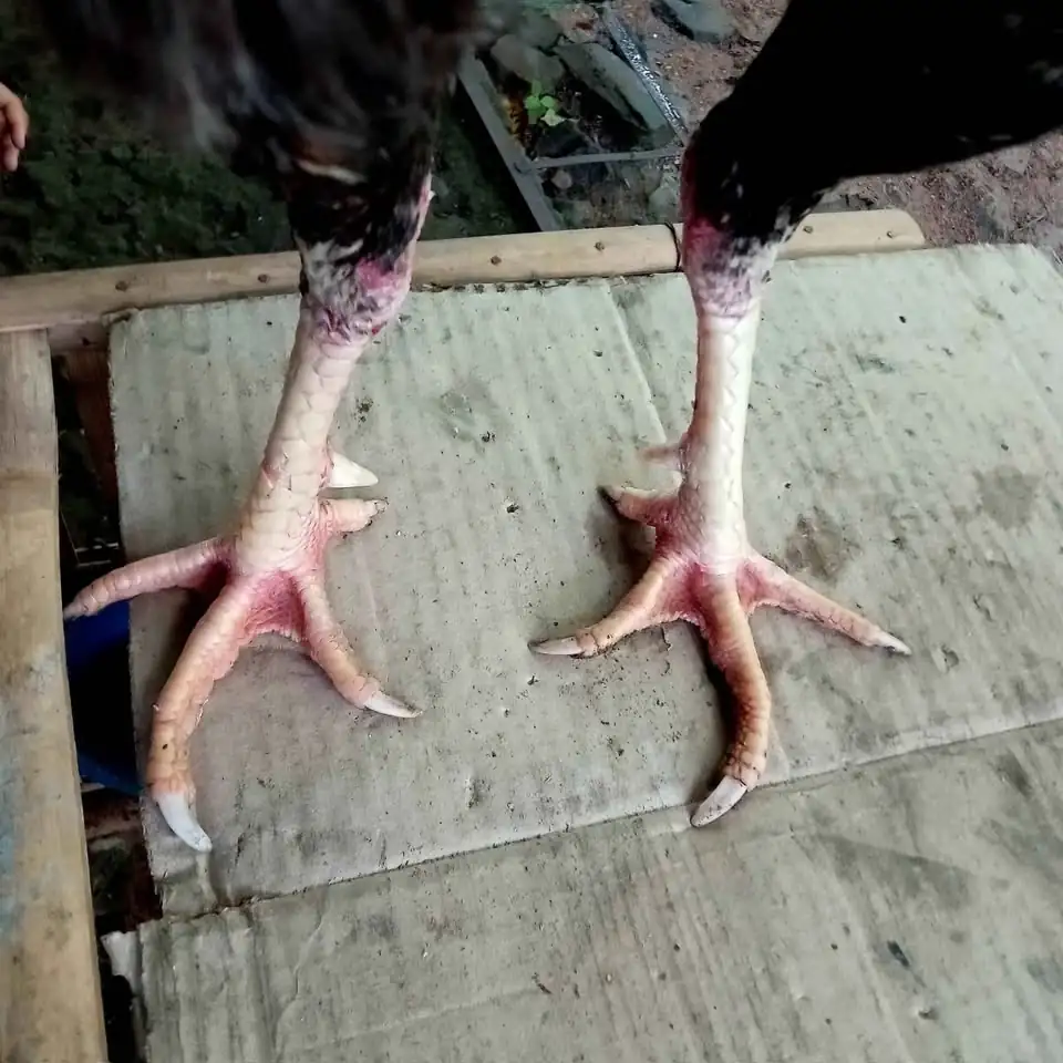 Jago bangkok mangon imogiri