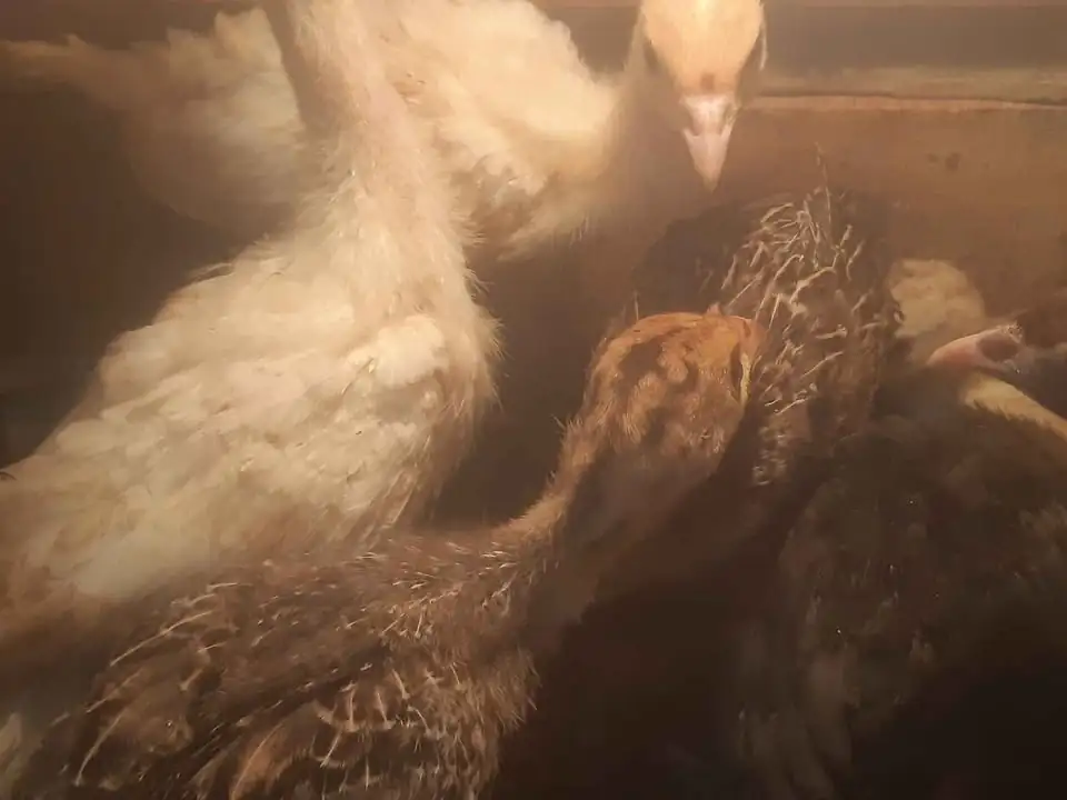 Anakan ayam kalkun lokasi bantul