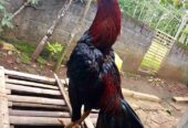Ayam Bangkok Mangon Tinggal Rawat