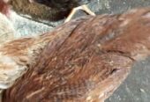 Ayam kampung dere 2,5 bln
