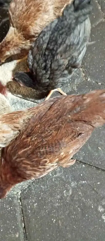 Ayam kampung dere 2,5 bln