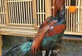 JUAL MURAH AYAM ADUAN BISA DI COBA