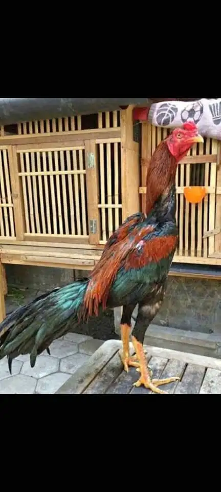 JUAL MURAH AYAM ADUAN BISA DI COBA