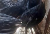 Ayam kalkun abg kondisi sehat