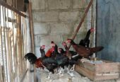 Ayam babon BK PAKHOY Sehat