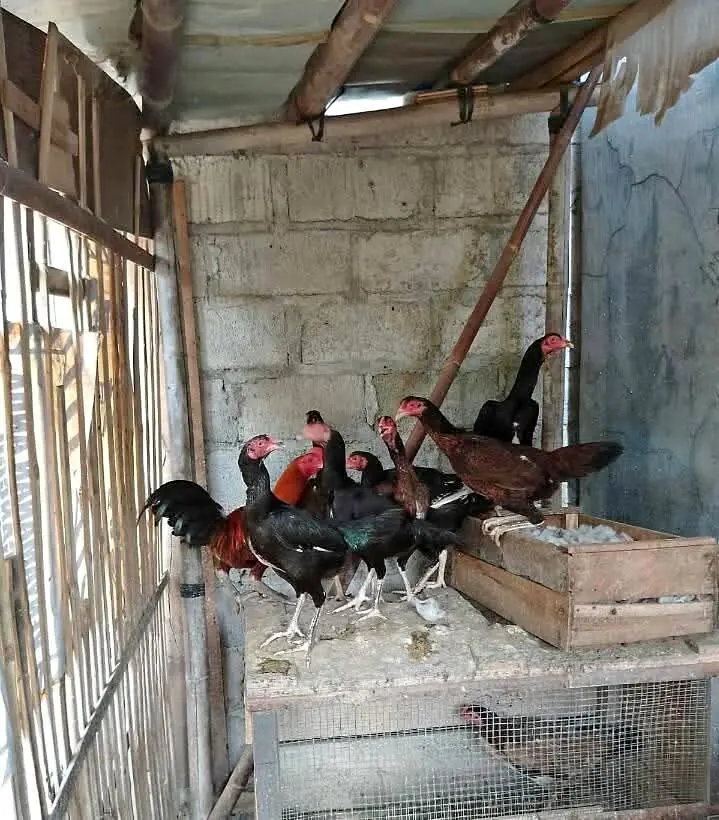 Ayam babon BK PAKHOY Sehat