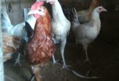 Ayam Elba petelur. Ayam sehat, lincah