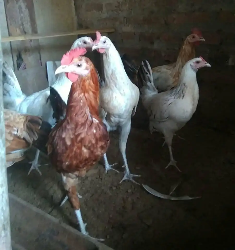 Ayam Elba petelur. Ayam sehat, lincah