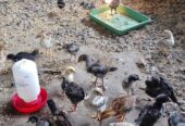 Ayam kub2 usia setengah bulan