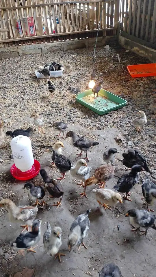 Ayam kub2 usia setengah bulan