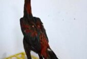 Ayam Jago