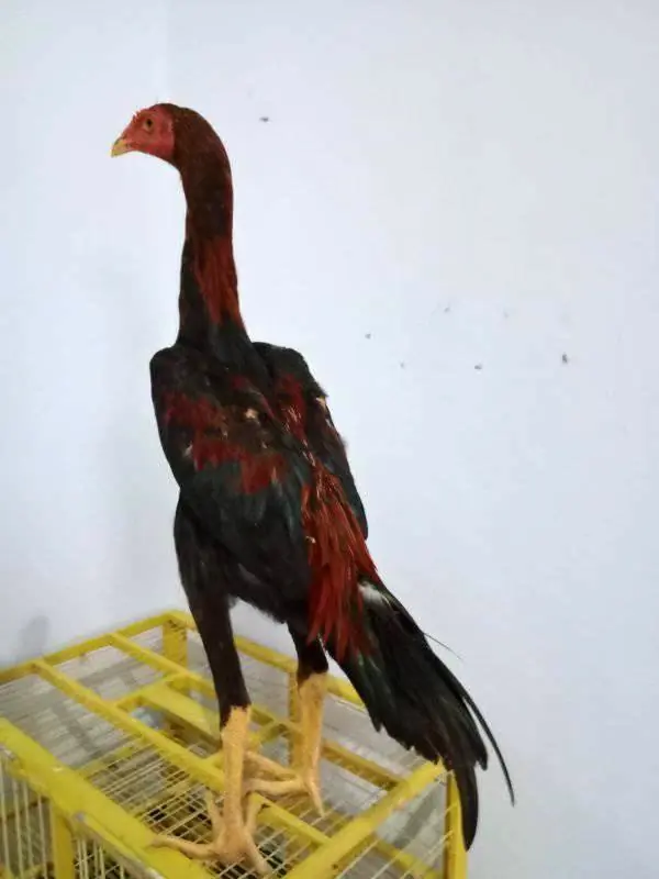 Ayam Jago