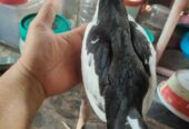 Di jual Ayam Tulak hitam putih