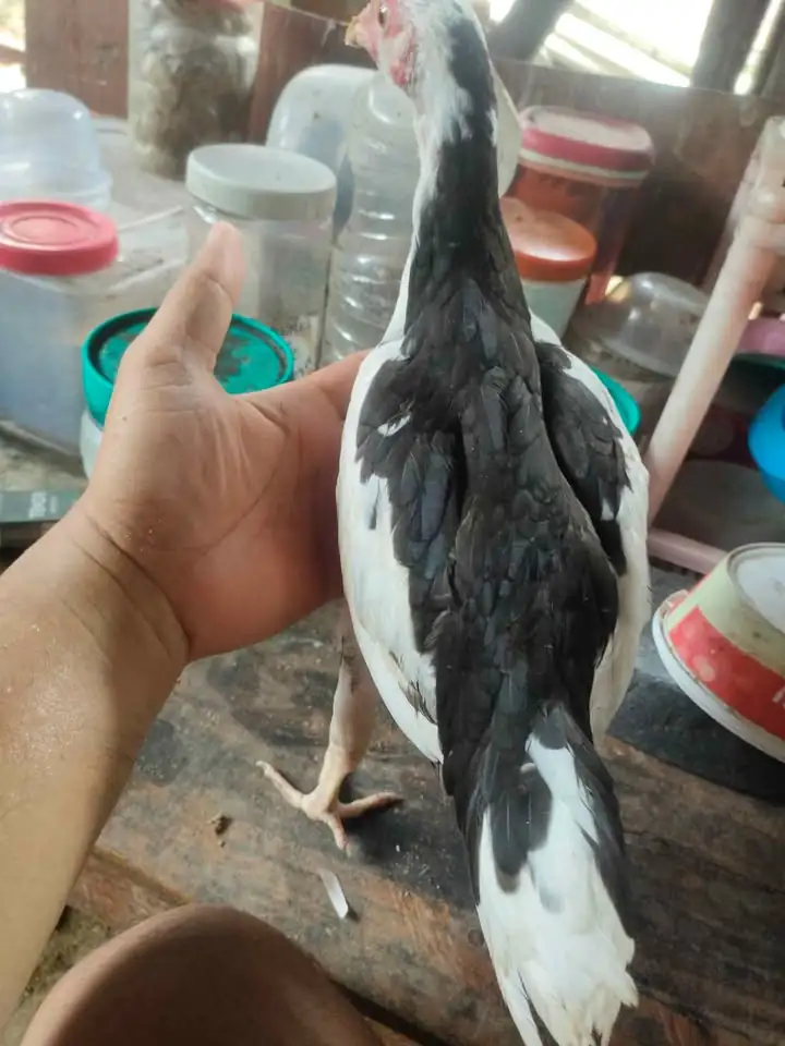 Di jual Ayam Tulak hitam putih