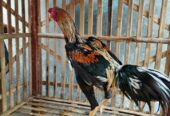 Dijual Ayam jago bangkok murah