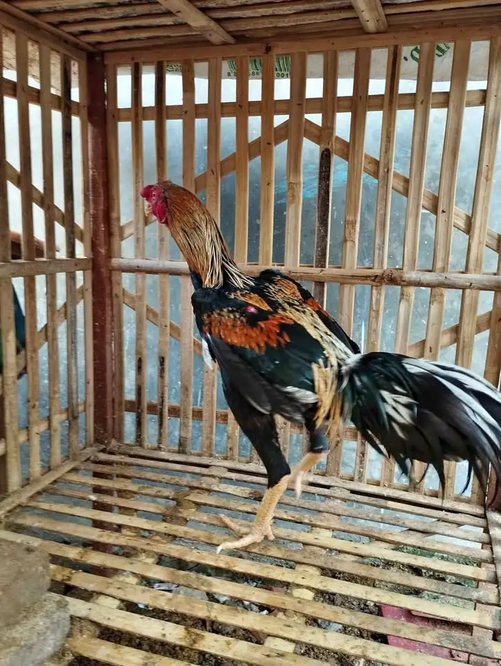 Dijual Ayam jago bangkok murah