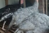 Ayam Kalkun siap ternak lokasi bantul