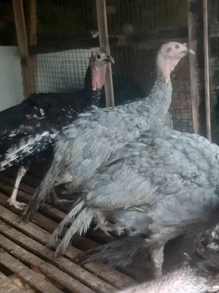 Ayam Kalkun siap ternak lokasi bantul