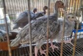 Ternak anakan ayam kalkun