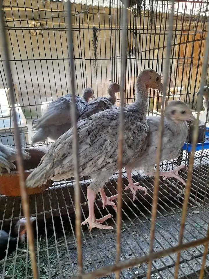 Ternak anakan ayam kalkun