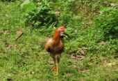 Ayam kampung jantan jago 8 ekor