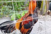 Jual rugi aja. Ayam jalu mangon dijual murah aja monggo di tawar