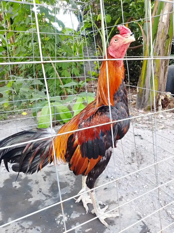 Jual rugi aja. Ayam jalu mangon dijual murah aja monggo di tawar