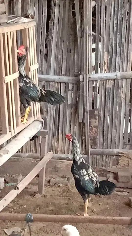 Dua ekor ayam jantan sehat